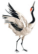 Japanese crane bird, watercolor illustration. 