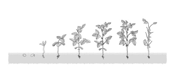 Есо soybean grows from the seed stage plant growing White Background