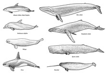 Whales, Dolphins Collection Illustration, Drawing, Engraving, Ink, Line Art, Vector
