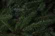 Spruce branches. Can be use how background