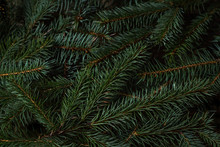Spruce Branches. Can Be Use How Background