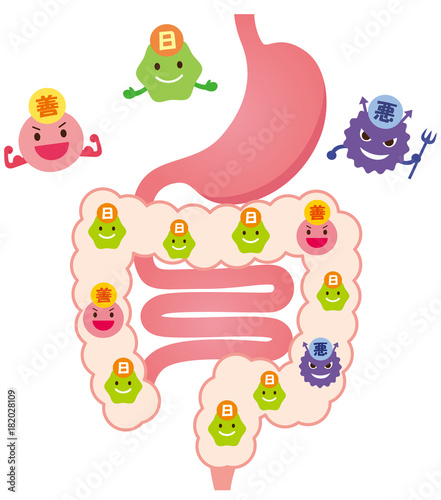 腸内フローラ 善玉菌 悪玉菌 日和見菌 Stock イラスト Adobe Stock