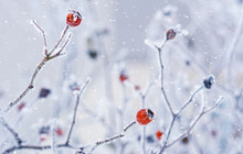 Branches Of Wild Rose Hips With Red Berries Covered With Hoarfrost In The Winter Garden. Shallow Depth Of Field