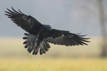 Wall Mural - Raven (Corvus corax)