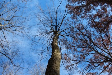 The bare tree in the forest with the blue sky above. 