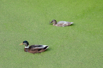 Enten im Teich voller Entenfgrütze