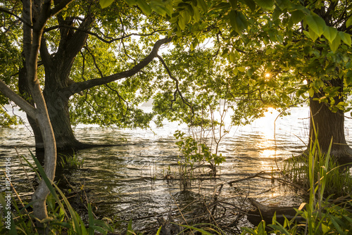琵琶湖畔のハンノキと夕陽 Buy This Stock Photo And Explore Similar Images At Adobe Stock Adobe Stock 琵琶湖畔のハンノキと夕陽 Buy This Stock Photo And Explore Similar Images At Adobe Stock Adobe Stock