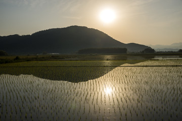 Sticker - 早朝の田園風景