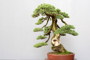 twisted bonsai pine tree in a pot against a grey wall in baihuatan public park, chengdu, china