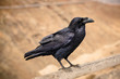 Close up photo of raven on a wooden beam, Fuerteventura, Spain.