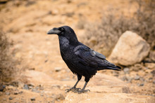 Raven Siting On Rock, Canary Islands. Photo With Shallow Depth Of Field.
