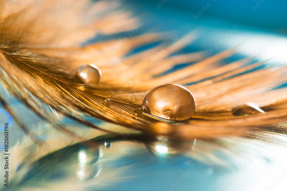 A golden drop on the feather. Golden feather of a bird on a blue background. Abstract background. - obrazy, fototapety, plakaty 