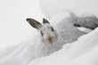 mountain hare, Lepus timidus, close up portrait during winter with snow on a slope in the cairngorm national park