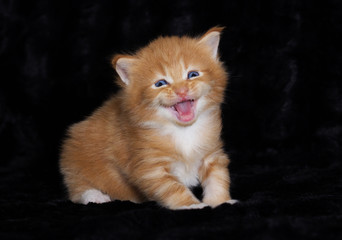 small red-haired kitten of Maine Coon breed meows on black background