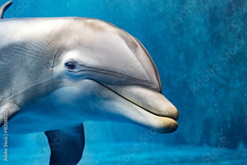 Dekoracja na wymiar  delfin-pod-woda-patrzac-na-ciebie