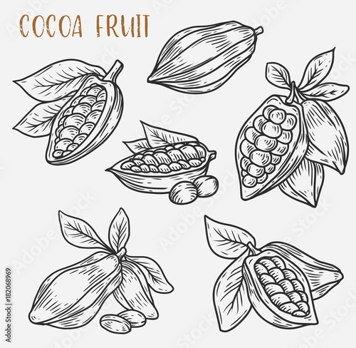 Fotografía Sketches of cocoa beans on pod, cacao plant