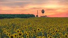 Summer Sunflower Field Sunset Timelapse, 4K Time Lapse