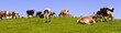 Kuhherde auf der Weide im Allgäu