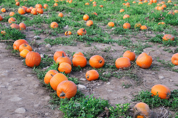pumpkins in the field in the harvest season