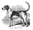 Illustration of purebred dogs.