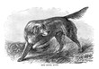 Illustration of purebred dogs.
