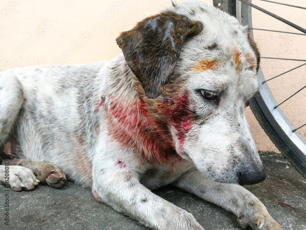 White dog injury after bite., Stray dog attack dog., white dog have blood  after bite and hurt. Stock Photo | Adobe Stock