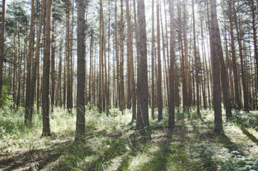  summer forest