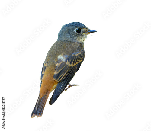 Ferruginous Flycatcher or Muscicapa ferruginea, beautiful bird isolated on br...