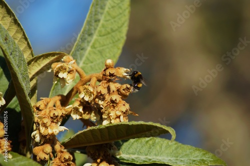 Fotografia, Obraz Faux bourdon butinant des fleurs de nefles