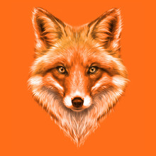 Hand-drawing Portrait Of A A Red Fox