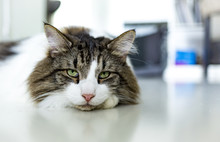 Green Eyed Norwegian Forest Cat Laying On White Floor