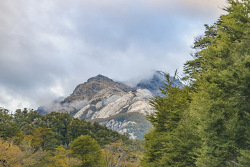 Canvas Print - Patagonia Forest Landscape, Chile