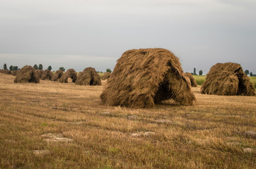 Camomile Hay rick on the filed  cloudy day