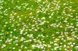 Field of Irish flowers