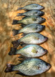 Crappie fish displayed on wood board. Fisherman's catch of the day after enjoying the sport of freshwater fishing.