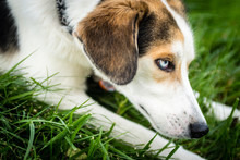 Close Up Profile Of A Blue Eyed Mix Breed Dog In Grass.