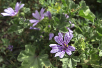 Flor morada