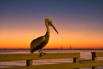 Wall Mural - Pelican at sunset on a pier