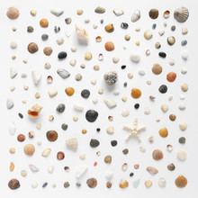 Pattern Of Shells And Stones. Composition From Seashells. Marine Background. Top View, Flat Layout.