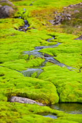 Wall Mural - Iceland Small River Stream with green moss