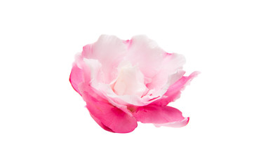 Poster - pink oleander flowers isolated