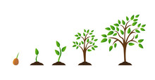 Tree Growth Diagram With Green Leaf, Nature Plant. Set Of Illustrations With Phases Plant Growth. Flat Style.