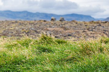 Wall Mural - green grass and lava field in Iceland