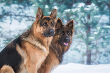 Portrait Of Two German Shepherd Dogs In Winter