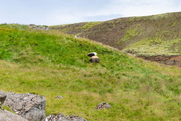 Wall Mural - icelandic sheeps on green hill slope in Iceland