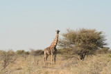 Fototapeta Sawanna - Giraffe in Etosha