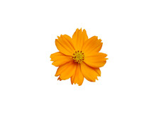 A Brightly Dark Yellow Flowers White Background.Clipping Paths