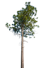 Isolated Pine Tree On White Background