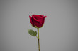 Single rose on colour background isolated, front view
