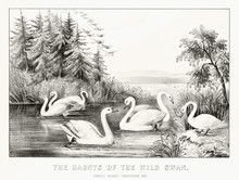 White Wild Swans In A Pond In Carroll Island, Cheasepeake Bay, United States. Old Illustration By Currier & Ives, Publ. In New York, 1872